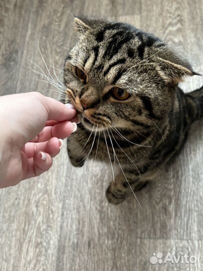Кот на вязку