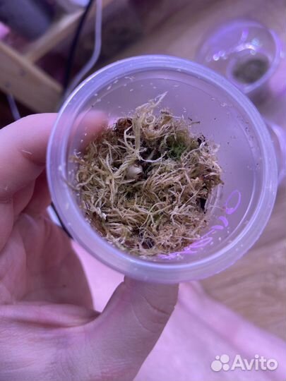 Клубни алоказий