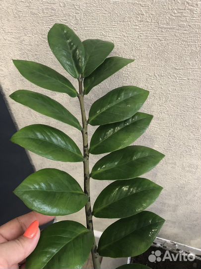 Замиокулькас