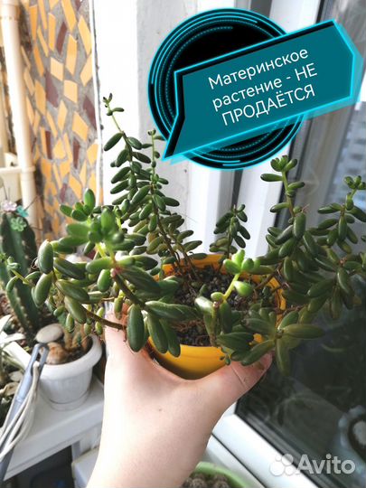 Суккуленты