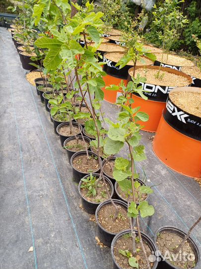 Инжир абхазский