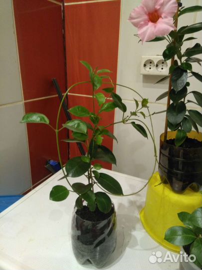 Комнатные растения цветущие