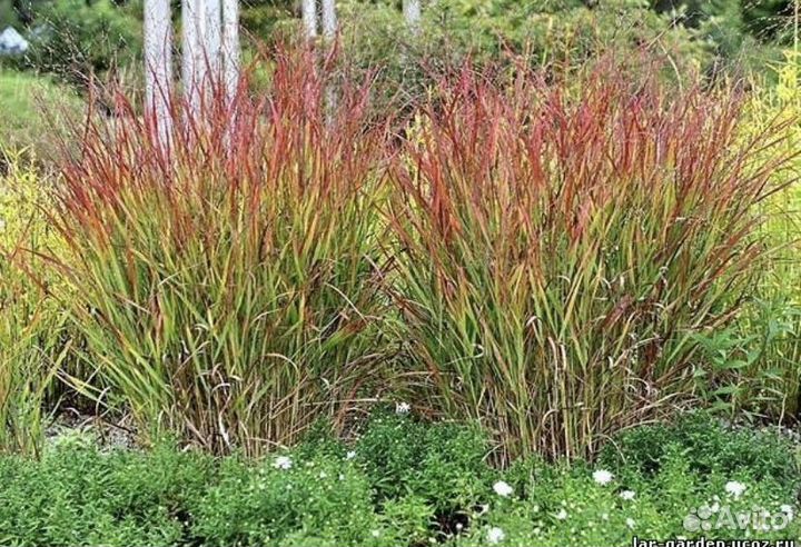 Просо прутьевидное 