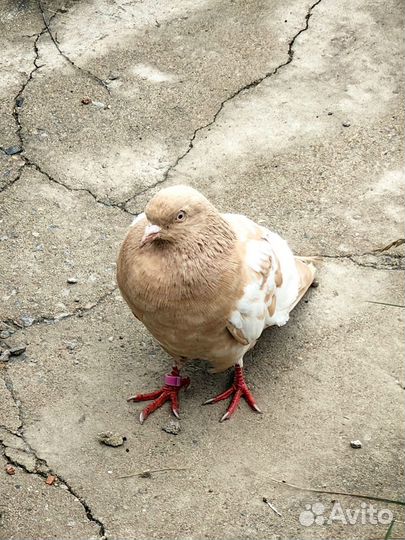 Голубь-потеряшка