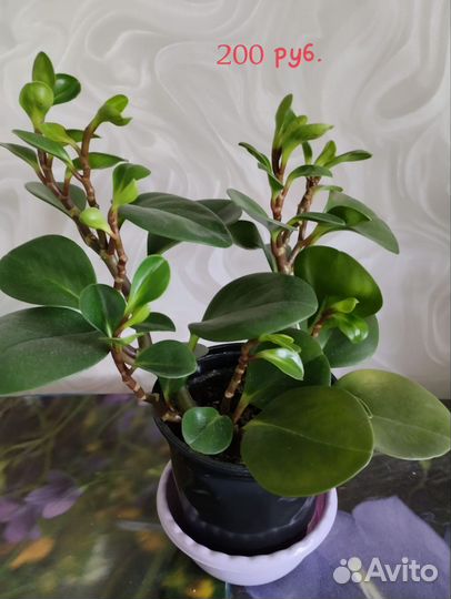 Комнатные цветы