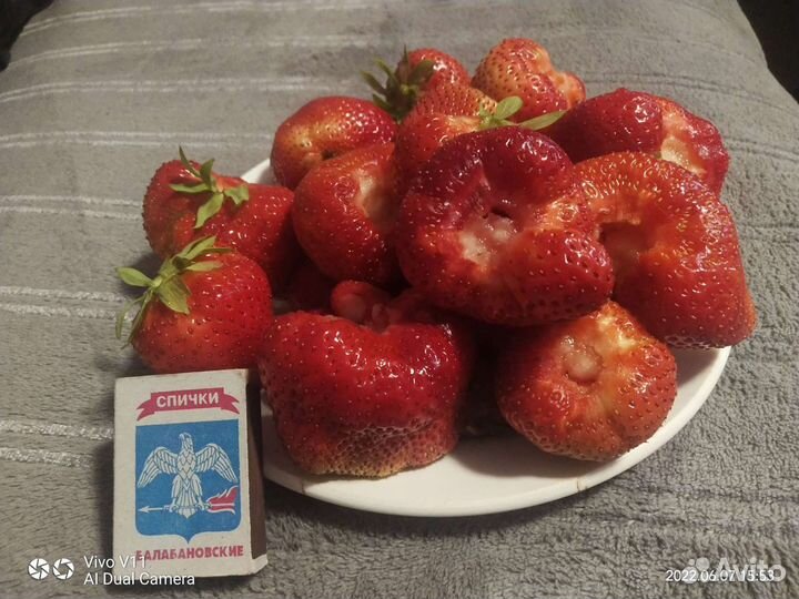 Клубника чамора Туруси, джоли, азия