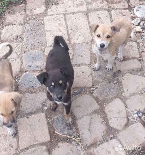 Щенки