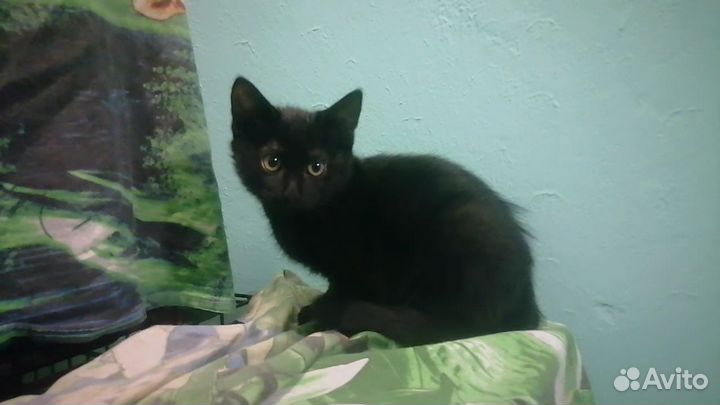 Черный котёнок в добрые руки