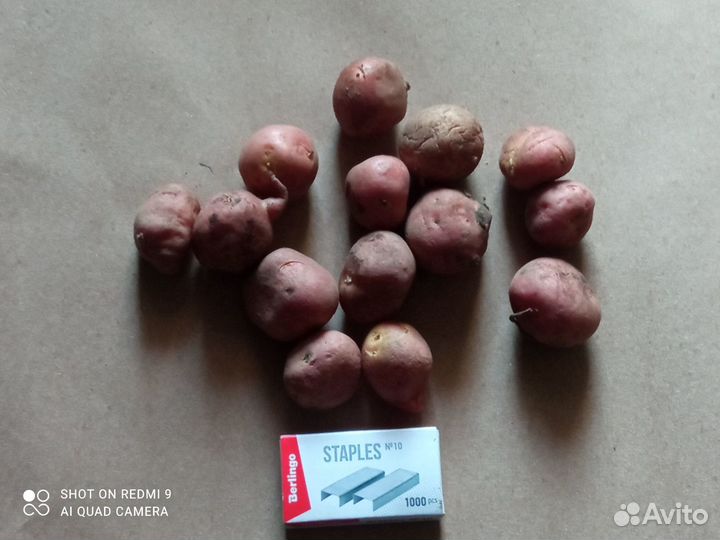 Картофель - новые,лучшие сорта почтой