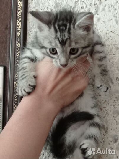 Котëнок девочка 1 месяц