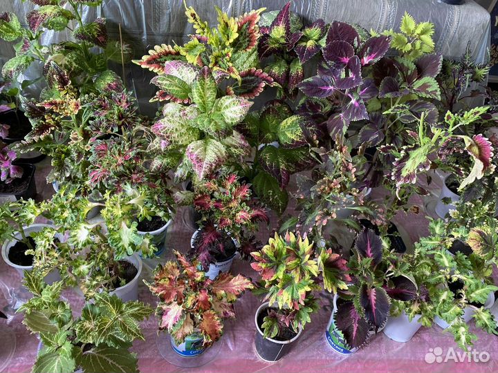 Колеусы. ч.2