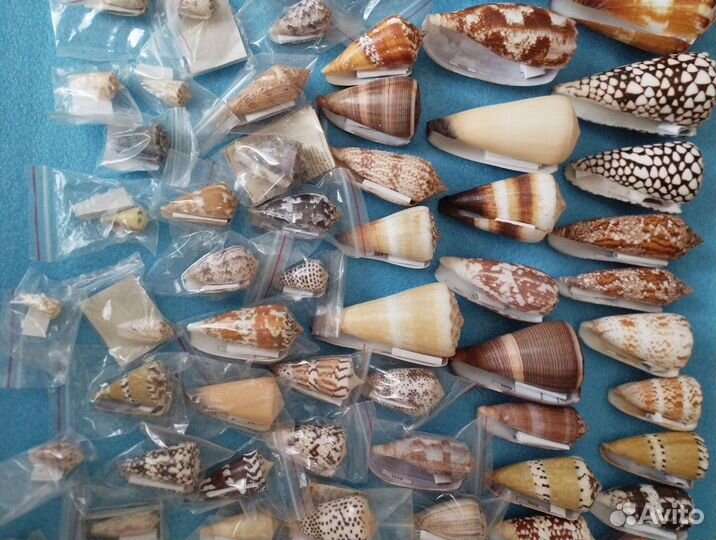 Коллекция ракушек Конусы (200 шт.)