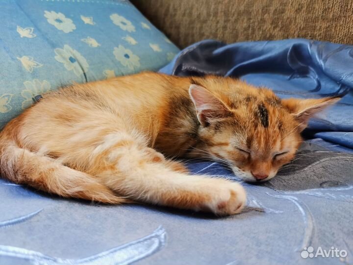 Котёнок в дар