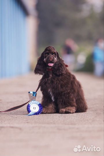 Американский Кокер спаниель с документами РКФ