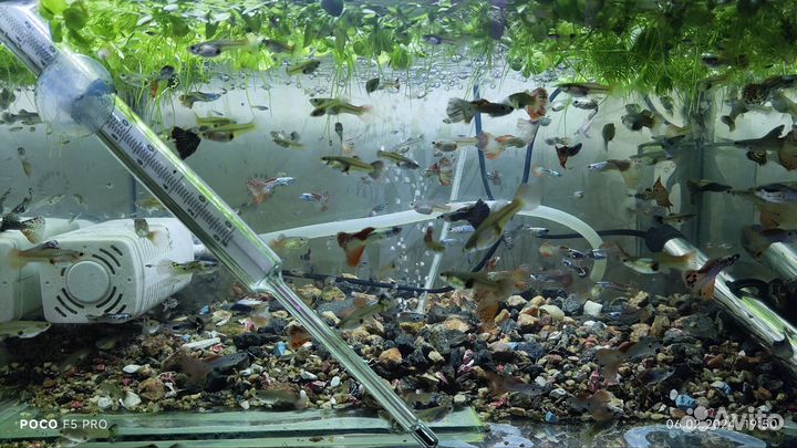 Аквариумные рыбки