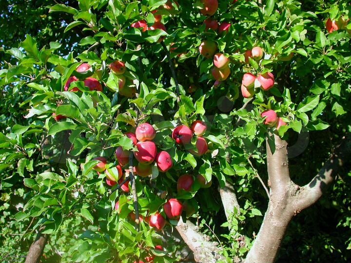 Дача 20 м² на участке 6 сот.