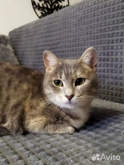 В добрые руки