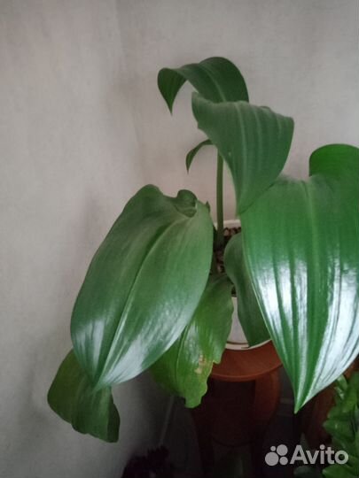 Эухарис или амазонская лилия