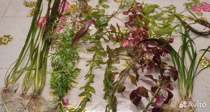 Аквариумные растения