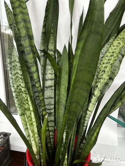Сансевиерия