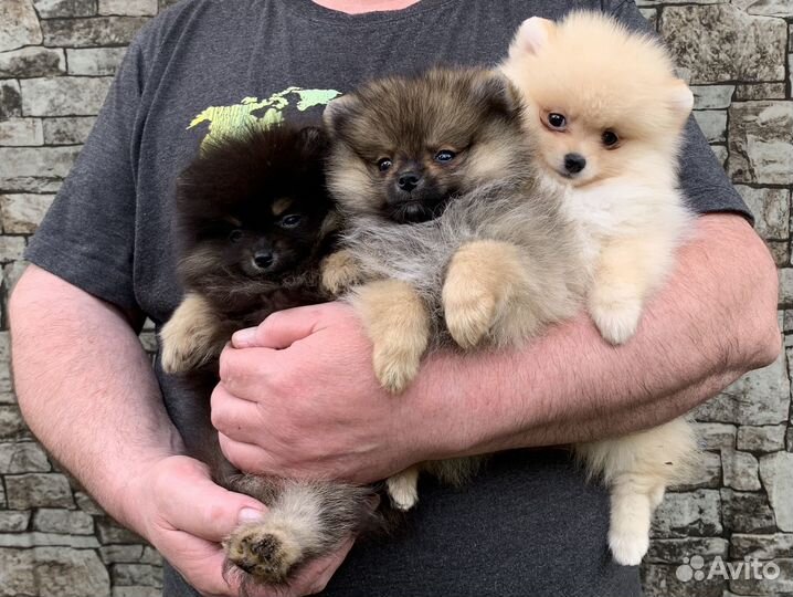 Щенки шпица