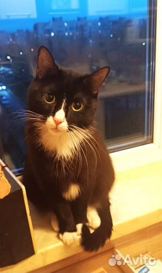 Осиротевшей кисоньке очень нужен дом