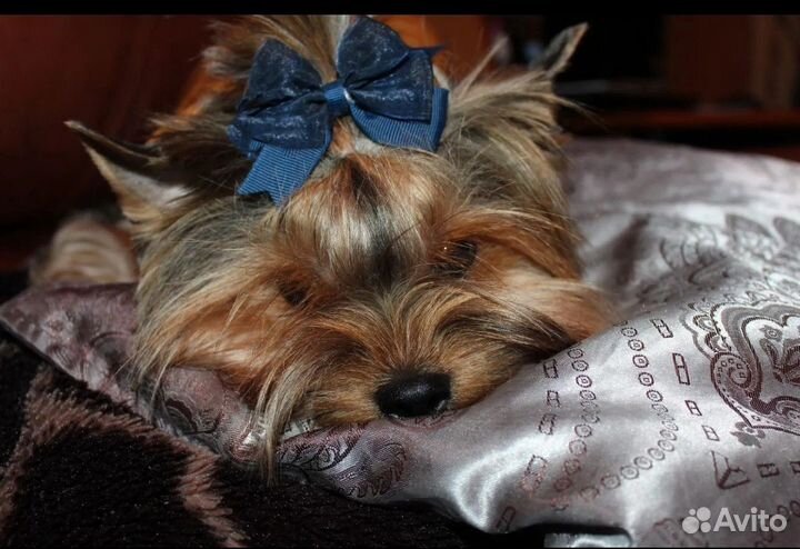 Йоркширский терьер