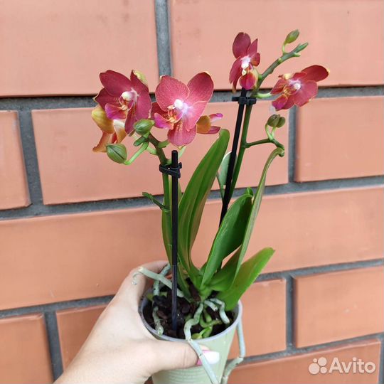 Орхидеи фаленопсис мультифлора сортовые