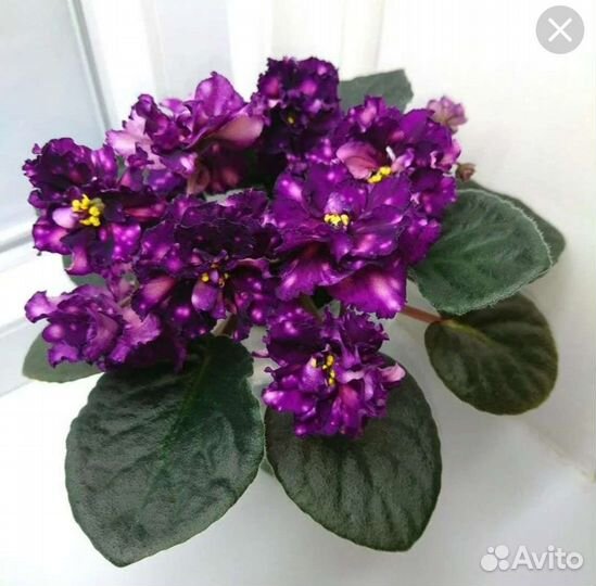 Детки сортовых фиалок