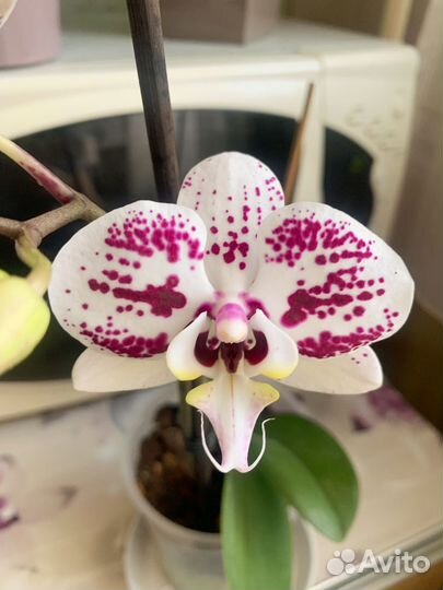 Орхидея фаленопсис