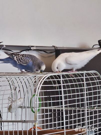 Волнистый попугай с клеткой