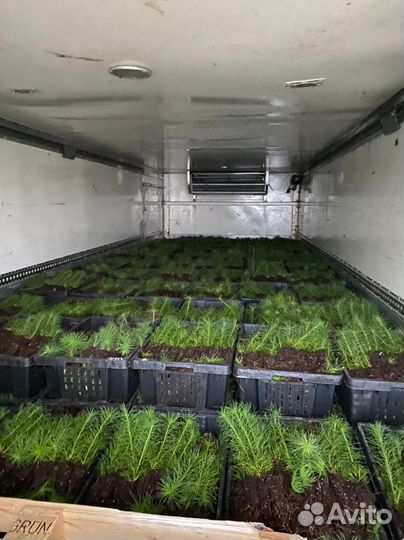 Консультации по зкс сеянцы Сосны и Ели Бизнес План