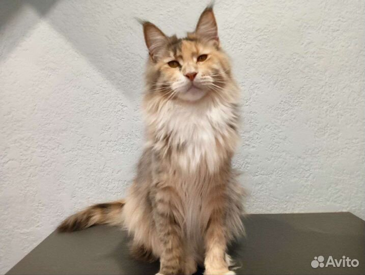 Котята Мейн-кун