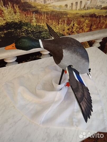 Селезень утки