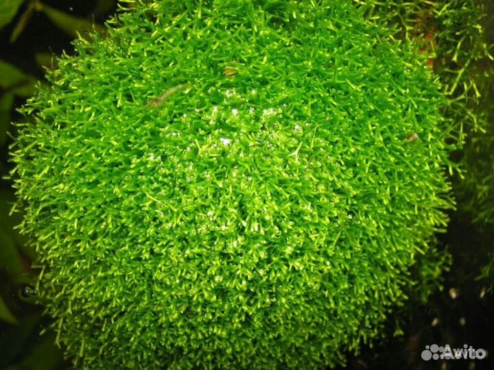 Риччия и пр.живность и растительность в аквариум