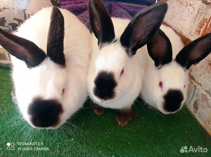 Кролики французский баран. Калифорния