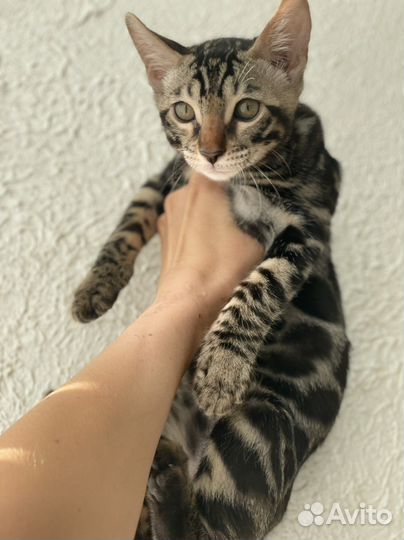 Бенгальские котята от чемпионов wcf