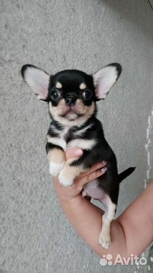 Яркий мальчик Милан