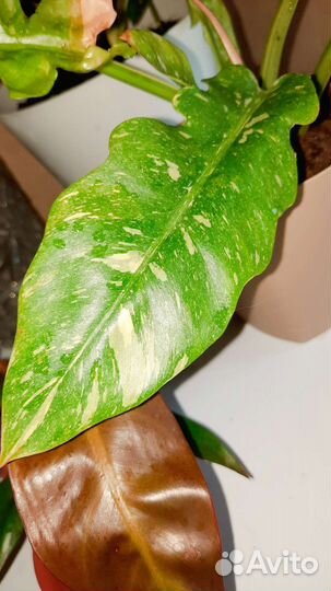 Филодендрон ring of fire