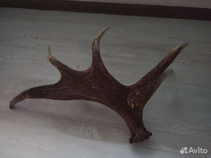 Продам рога лося