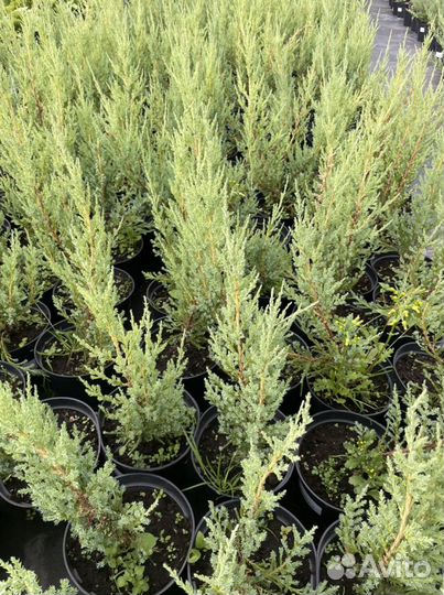 Можжевельник скальный