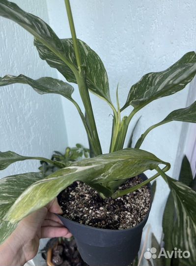 Спатифиллум «Даймонд»