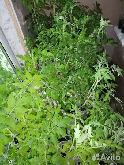 Рассада помидор и перцев