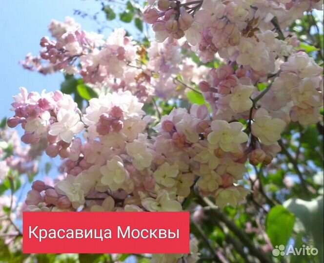 Сирень Красавица Москвы