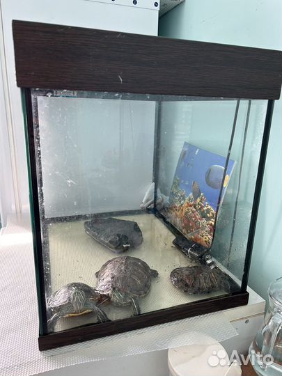 Морская черепаха