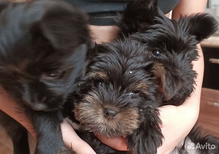Щенки Йорка