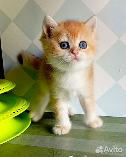 Шотландские