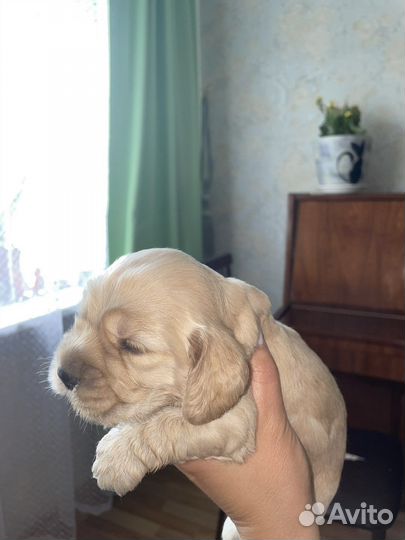 Английский Кокер спаниель