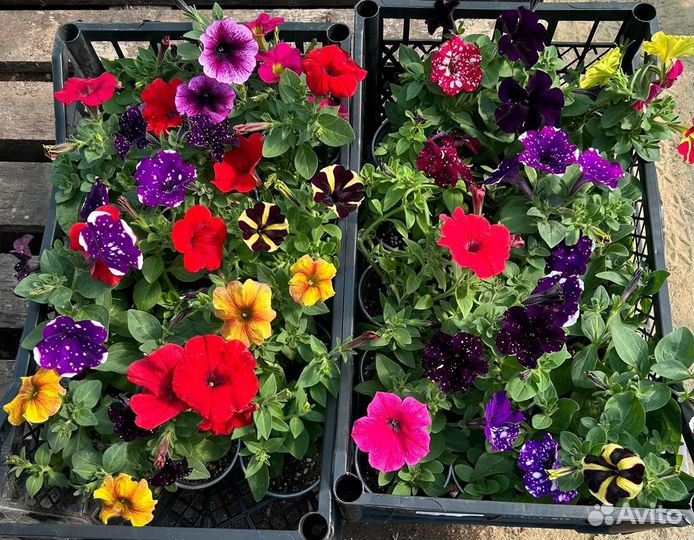 Рассада однолетних цветов, высшего качества