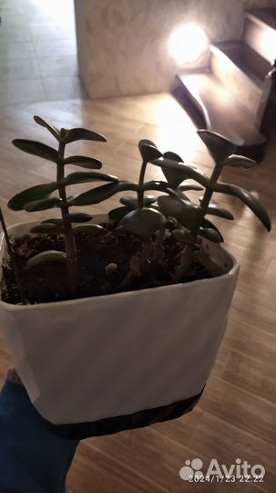 Крассула или толстянка